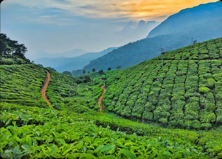 Kerala Explorer — Munnar, Thekkady & Alleppey (Standard)