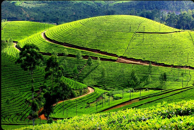 Kerala & Kanyakumari Complete Tour (Standard)
