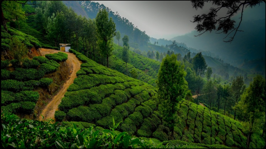 Kerala Grand Tour — Munnar, Thekkady, Alleppey & Kovalam (Luxury)